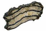 Mammoth Molar Slice With Case - South Carolina #106531-2